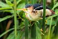 Kirms Photography Least Bittern-3